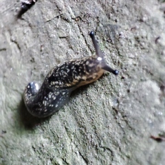 Geomalacus maculosus