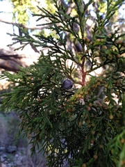 Juniperus foetidissima