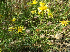 Limbarda crithmoides