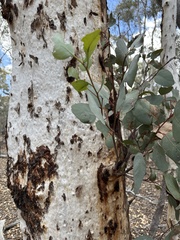 Eucalyptus accedens