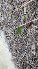 Hydrocotyle bonariensis