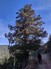 Juniperus foetidissima