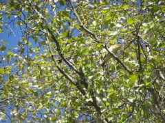 Phylloscopus trochilus