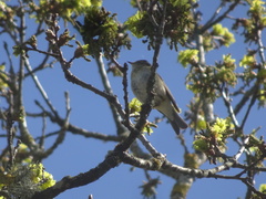 Phylloscopus trochilus