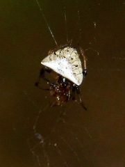 Verrucosa undecimvariolata