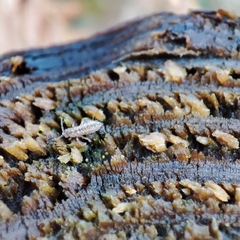 Entomobrya intermedia