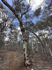 Eucalyptus accedens