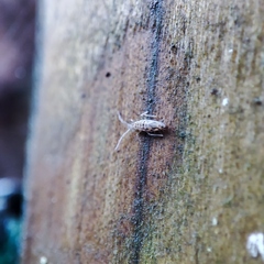 Entomobrya intermedia