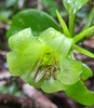 Hillia illustris - Photo (c) accidentalshrike, algunos derechos reservados (CC BY-NC), subido por accidentalshrike
