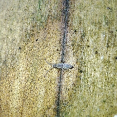 Entomobrya intermedia