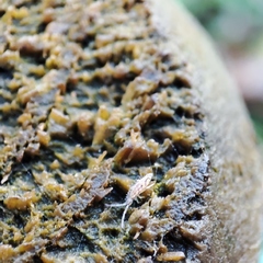 Entomobrya intermedia