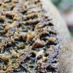 Entomobrya intermedia