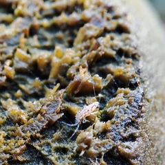 Entomobrya intermedia