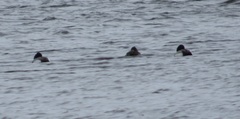 Aythya affinis