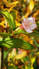 Weigela florida