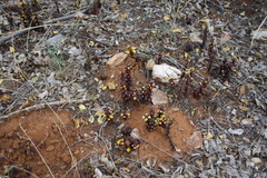 Alectra orobanchoides