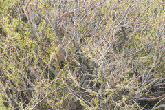 Microcavia australis