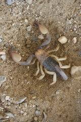 Opistophthalmus