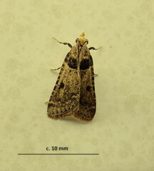 Loryma basalis