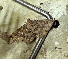 Polydesma umbricola