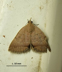 Plecopterodes moderata