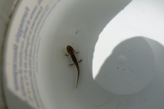 Salamandrina perspicillata