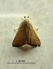 Plecopterodes moderata