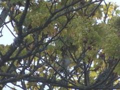 Phylloscopus trochilus