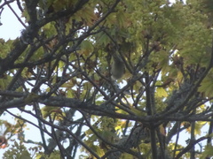 Phylloscopus trochilus