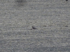 Turdus torquatus