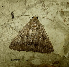 Pandesma robusta