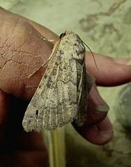 Pandesma robusta