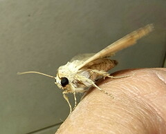 Pandesma robusta