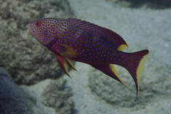 Variola louti
