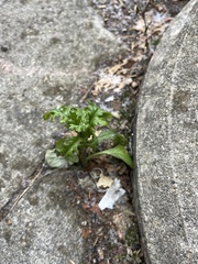 Senecio vulgaris