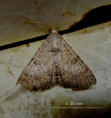 Pandesma robusta