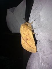 Lasiocampoidea