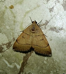 Plecopterodes moderata