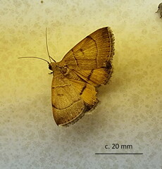 Plecopterodes moderata