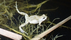 Cacosternum boettgeri