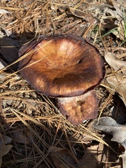 Omphalotus subilludens