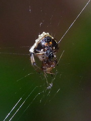 Verrucosa undecimvariolata