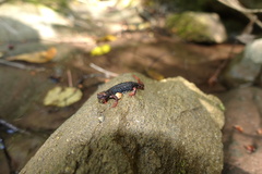 Salamandrina perspicillata