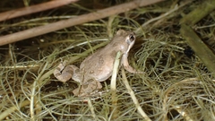 Cacosternum boettgeri