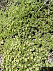Azorella monantha