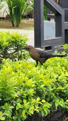 Quiscalus mexicanus