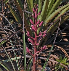 Bromelia hieronymi