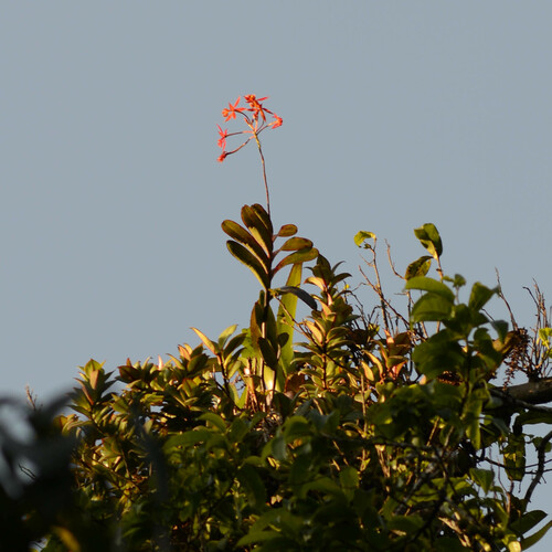 Epidendrum macrocarpum, photograph 1