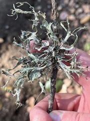 Ramalina leptocarpha