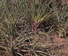 Bromelia hieronymi